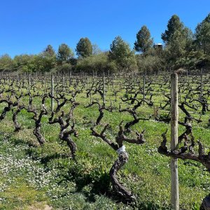 Elciego Winery Tour & Guided Tasting Experience