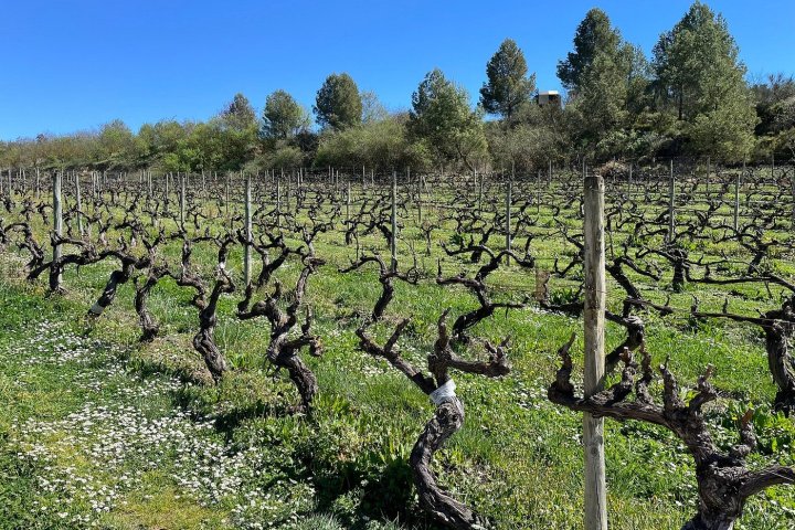 Elciego Winery Tour & Guided Tasting Experience