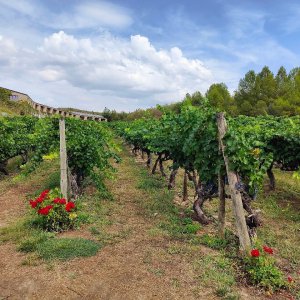 Elciego Winery Tour & Guided Tasting Experience