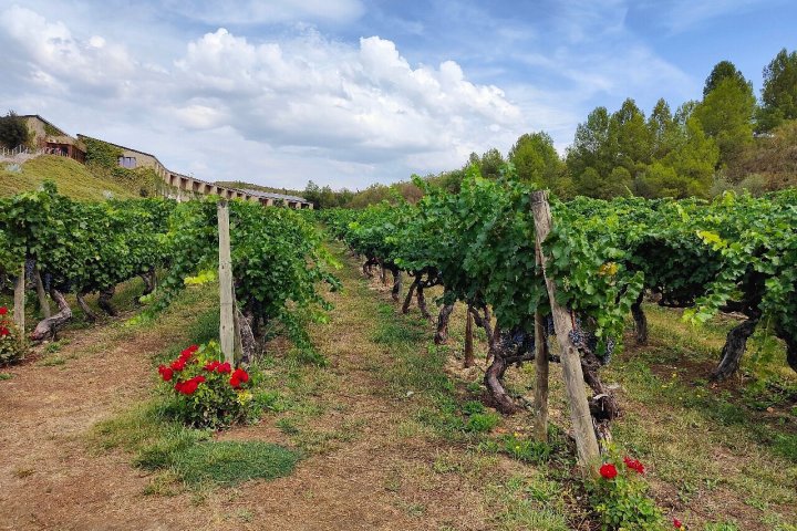 Elciego Winery Tour & Guided Tasting Experience