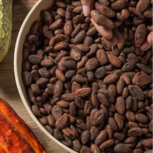 Cava & Cocoa Bean Experience