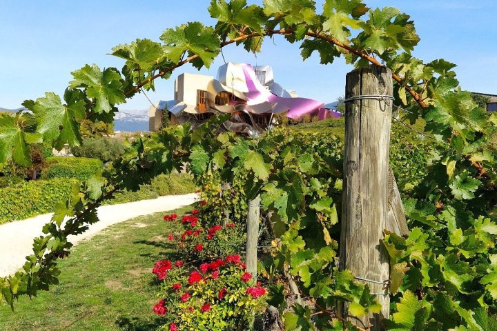 Elciego Winery Tour & Guided Tasting Experience