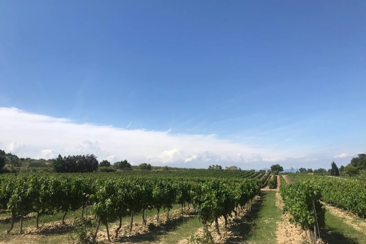 Visit with Wine & Cheese Pairing