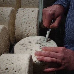 Roquefort Cheese Cellars & Tasting Experience