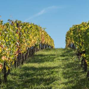 Make Your Wine Experience