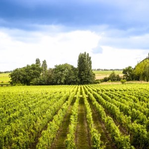 Bordeaux Château Discovery Tour Experience