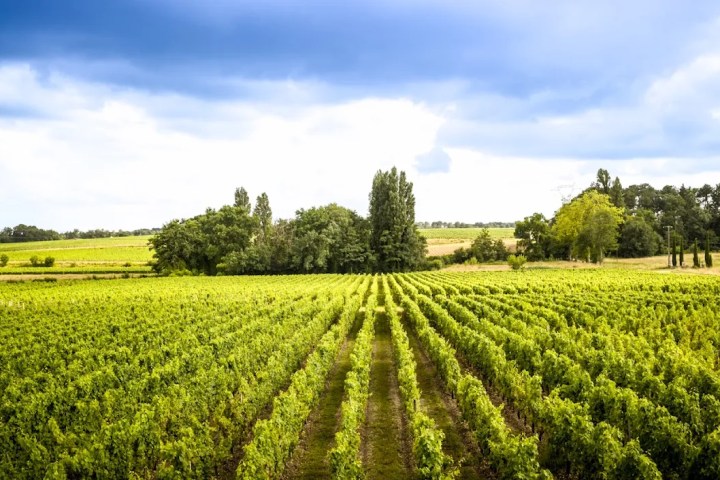 Bordeaux Château Discovery Tour Experience