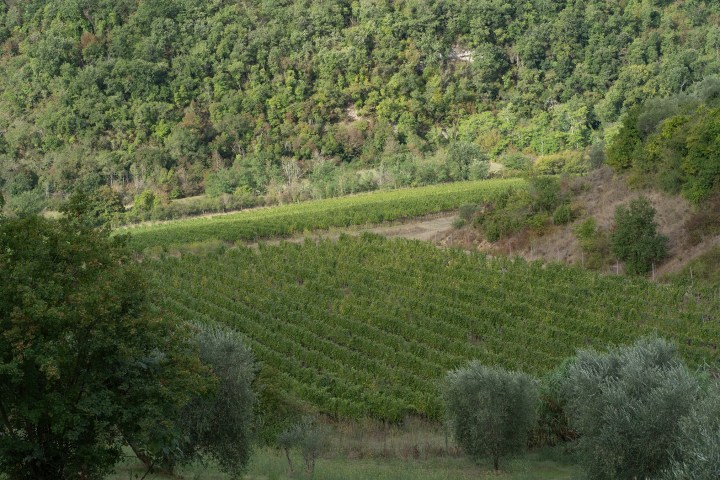 Tuscan Wine Cellar's Tour Experience