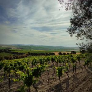 Cádiz From The Vineyard To The Bottle Experience