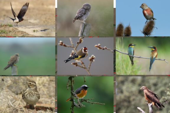 Bordeaux Château Nature Tour Experience