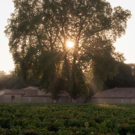 Bordeaux Château Tour & Wine Tasting Experience