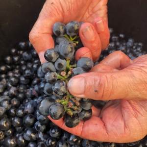 Bordeaux Wine Tasting & Platters Experience