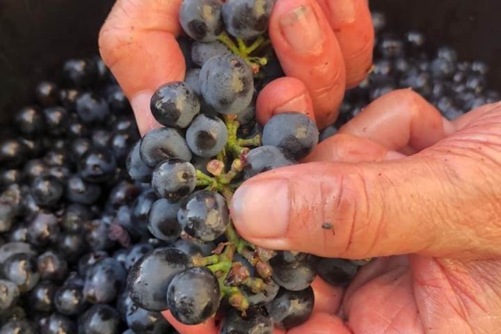 Bordeaux Wine Tasting & Platters Experience