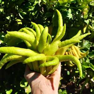 Murcia Citrus Tour Experience