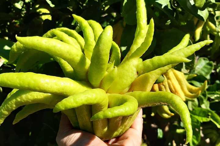 Murcia Citrus Tour Experience