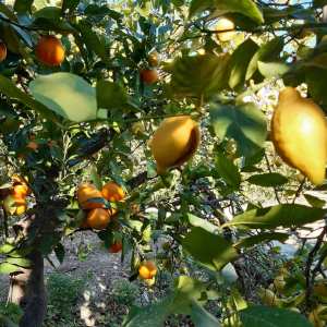 Murcia Citrus Tour Experience