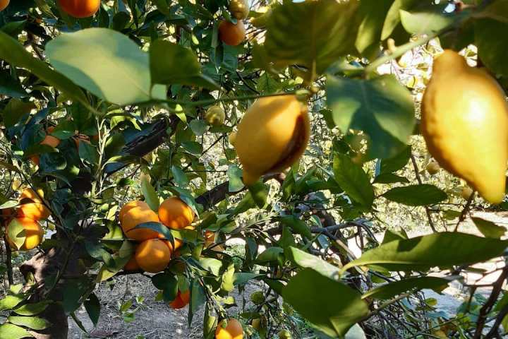 Murcia Citrus Tour Experience