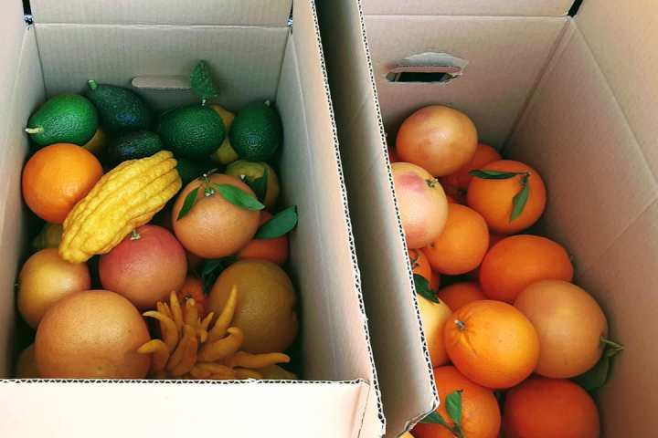 Murcia Citrus Tour Experience