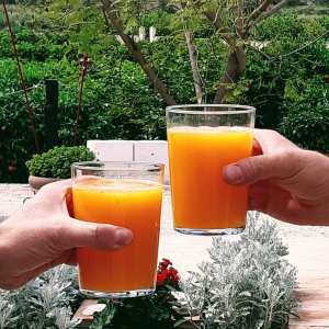 Murcia Citrus Tour Experience