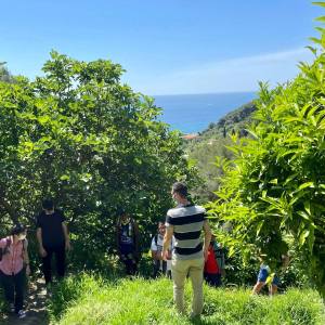 Provence Citrus Estate Guided Tour Experience