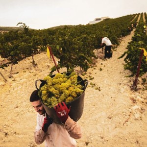 Jerez Wine Visit Experience