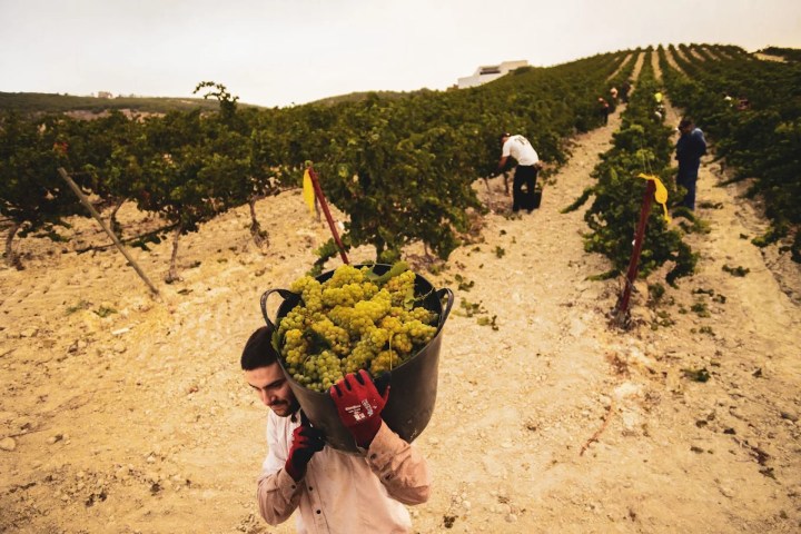 Jerez Wine Visit Experience