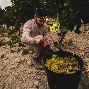 Jerez Wine Visit Experience