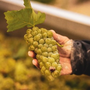 Jerez Wine Visit Experience