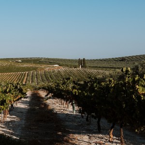 Córdoba Land & Wines Experience