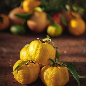 Provence Citrus Estate Guided Tour Experience