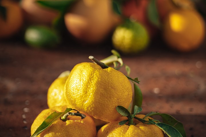 Provence Citrus Estate Guided Tour Experience