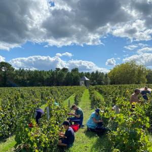 Bordeaux Wine Tasting & Platters Experience