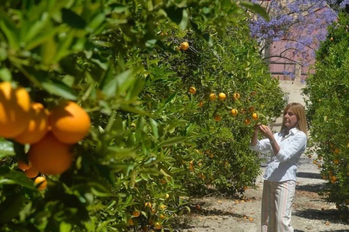 Murcia Citrus Tour Experience