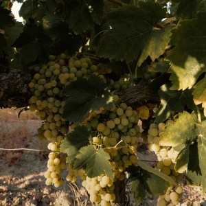 Córdoba Land & Wines Experience