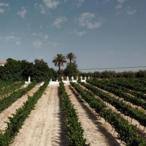 Córdoba Land & Wines Experience