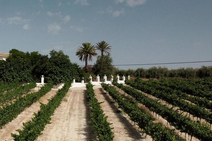 Córdoba Land & Wines Experience