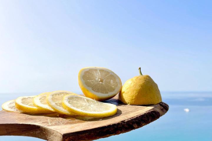 Provence Citrus Estate Guided Tour Experience