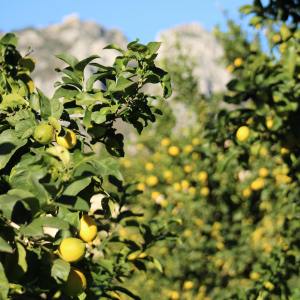 Provence Citrus Estate Guided Tour Experience