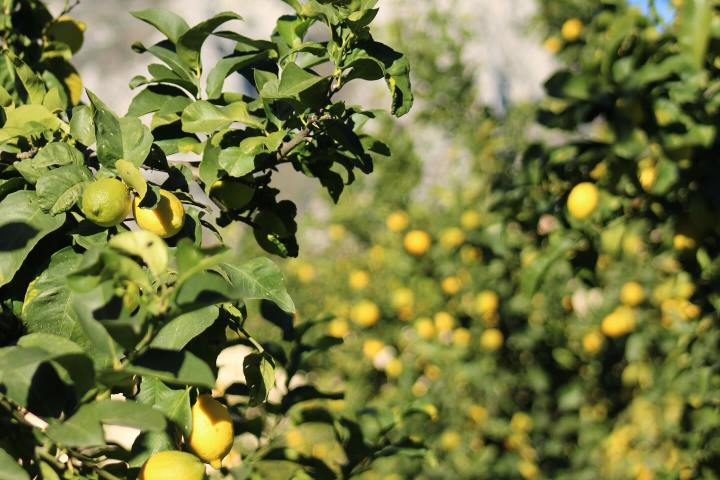 Provence Citrus Estate Guided Tour Experience