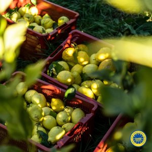 Provence Citrus Estate Guided Tour Experience