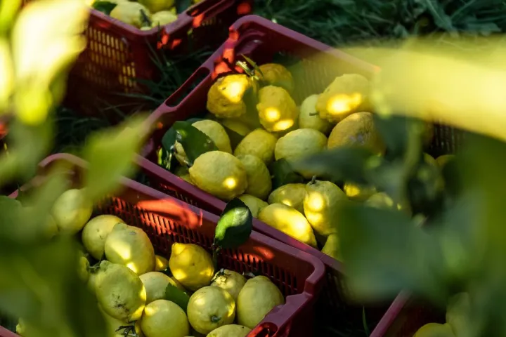 Provence Citrus Estate Guided Tour Experience