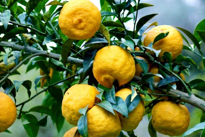 Provence Citrus Estate Guided Tour Experience