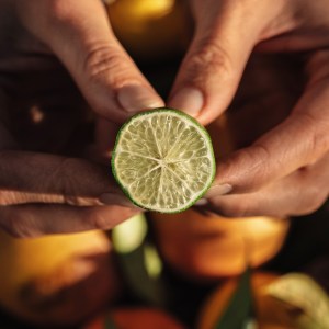 Provence Citrus Estate Guided Tour Experience