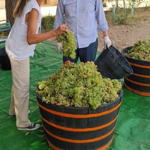 Córdoba Wine Tasting Experience