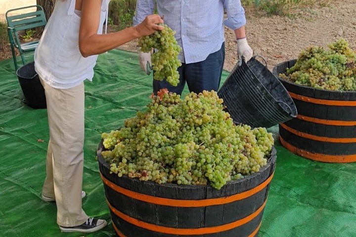 Córdoba Wine Tasting Experience