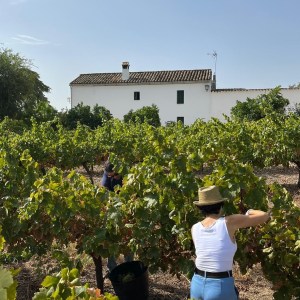 Córdoba Wine Tasting Experience