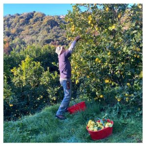 Provence Citrus Estate Guided Tour Experience