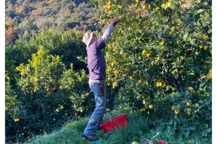 Provence Citrus Estate Guided Tour Experience