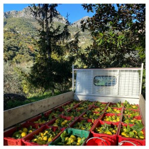 Provence Citrus Estate Guided Tour Experience