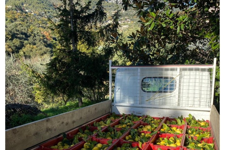 Provence Citrus Estate Guided Tour Experience